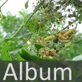Album Gespinstmotten <!--hidden-->